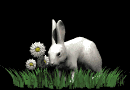 rabbit_in_grass_md_blk.gif